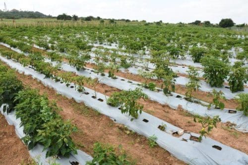 Vegetable Centre of Excellence