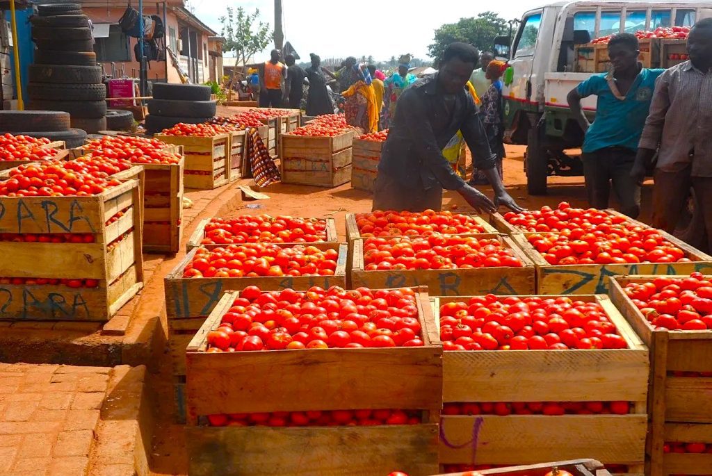 Tomatoes 1111