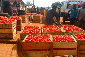 Tomatoes 1111