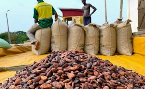 cocoa-bags 1