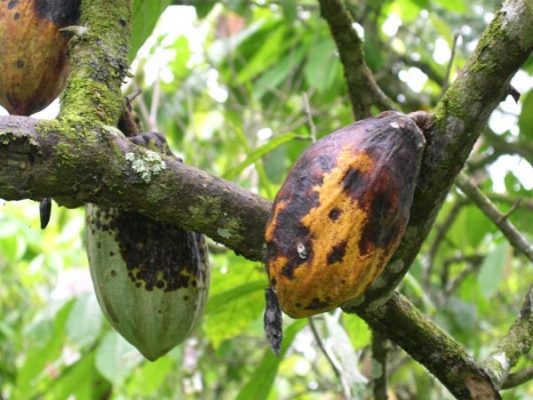 Cocoa pods 5