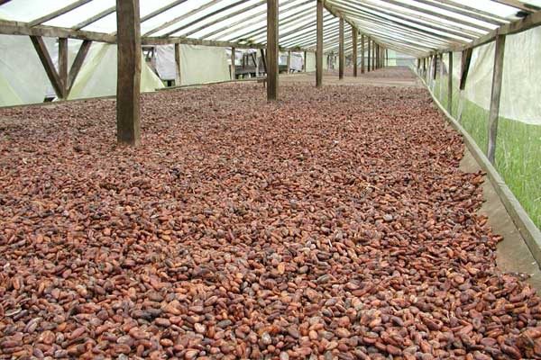 Cocoa prices surge to $5,964 per tonne