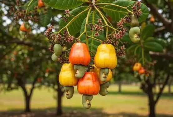 cashew