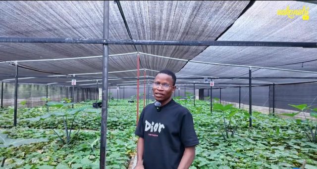 Australian investor builds largest climate-smart snail farm in Ghana